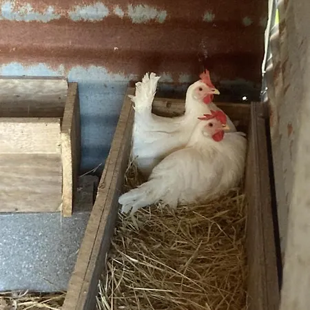 Farmház Buen Camino